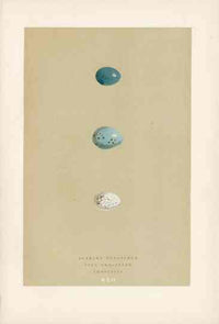 Morris Antique Bird Egg Print Scarlet Bullfinch - Panteek Antique Prints