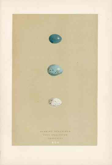 Morris Antique Bird Egg Print Scarlet Bullfinch