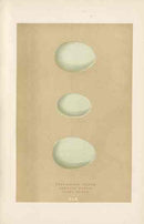 Morris Antique Bird Egg Print Short-Eared Owl - Panteek Antique Prints