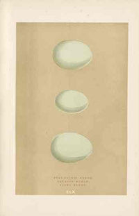 Morris Antique Bird Egg Print Short-Eared Owl - Panteek Antique Prints