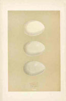 Morris Antique Bird Egg Print Shoveler - Panteek Antique Prints