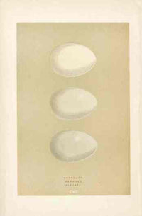 Morris Antique Bird Egg Print Shoveler - Panteek Antique Prints