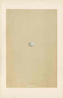 Morris Antique Bird Egg Print Sisken - Panteek Antique Prints