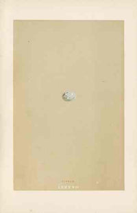 Morris Antique Bird Egg Print Sisken - Panteek Antique Prints