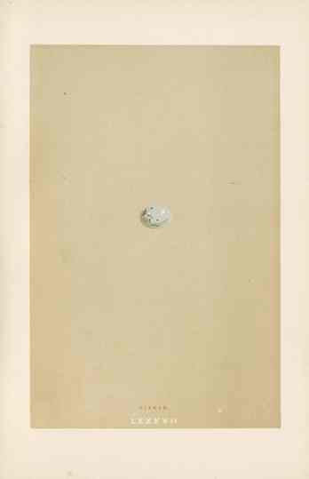 Morris Antique Bird Egg Print Sisken