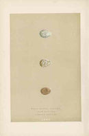 Morris Antique Bird Egg Print Snow Bunting - Panteek Antique Prints