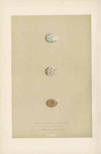 Morris Antique Bird Egg Print Snow Bunting - Panteek Antique Prints