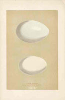 Morris Antique Bird Egg Print Snow Goose - Panteek Antique Prints