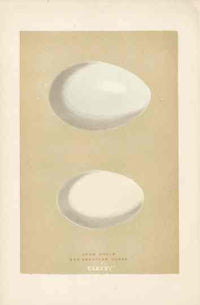 Morris Antique Bird Egg Print Snow Goose - Panteek Antique Prints