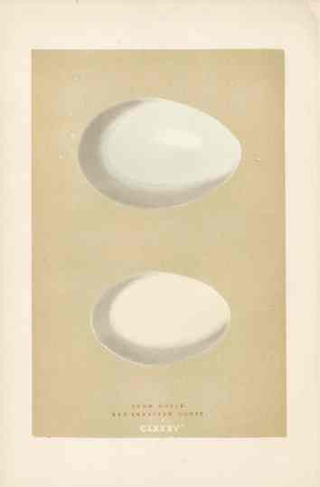 Morris Antique Bird Egg Print Snow Goose