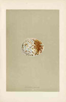 Morris Antique Bird Egg Print Spotted Eagle - Panteek Antique Prints