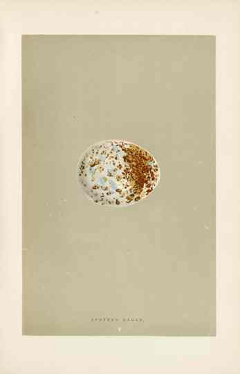 Morris Antique Bird Egg Print Spotted Eagle