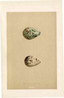 Morris Antique Bird Egg Print Spotted Redshank - Panteek Antique Prints