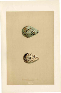 Morris Antique Bird Egg Print Spotted Redshank - Panteek Antique Prints