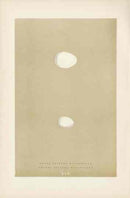 Morris Antique Bird Egg Print Spotted Woodpecker - Panteek Antique Prints