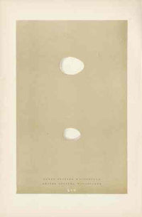 Morris Antique Bird Egg Print Spotted Woodpecker - Panteek Antique Prints