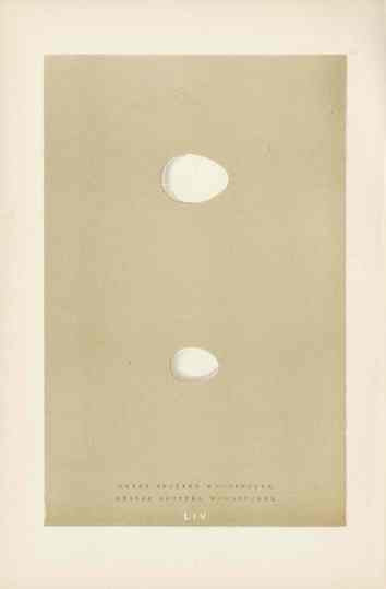 Morris Antique Bird Egg Print Spotted Woodpecker