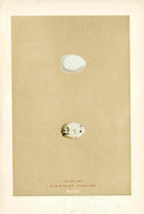 Morris Antique Bird Egg Print Starling - Panteek Antique Prints