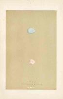 Morris Antique Bird Egg Print Wheatear - Panteek Antique Prints