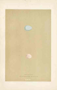 Morris Antique Bird Egg Print Wheatear - Panteek Antique Prints