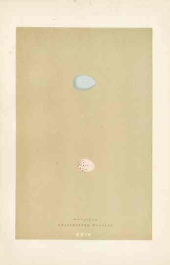 Morris Antique Bird Egg Print Wheatear
