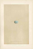 Morris Antique Bird Egg Print White Winged Crossbill - Panteek Antique Prints