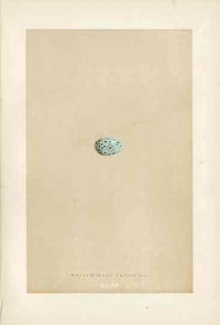 Morris Antique Bird Egg Print White Winged Crossbill - Panteek Antique Prints