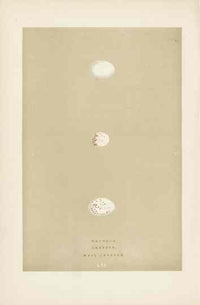 Morris Antique Bird Egg Print Wryneck - Panteek Antique Prints