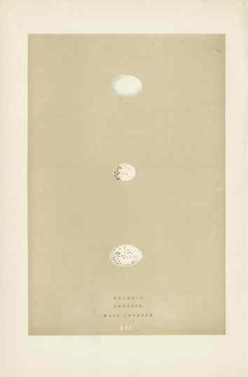 Morris Antique Bird Egg Print Wryneck