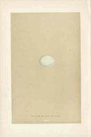 Morris Antique Bird Egg Print Yellow Billed Cuckoo - Panteek Antique Prints