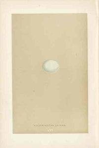 Morris Antique Bird Egg Print Yellow Billed Cuckoo - Panteek Antique Prints