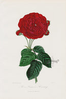 Orginal Hand Colored Roses 1884 Francois Hevincq - Panteek Antique Prints