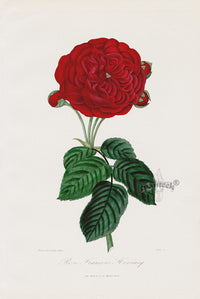 Orginal Hand Colored Roses 1884 Francois Hevincq - Panteek Antique Prints