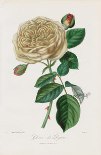 Orginal Hand Colored Roses 1884 Gloire de Dijon - Panteek Antique Prints