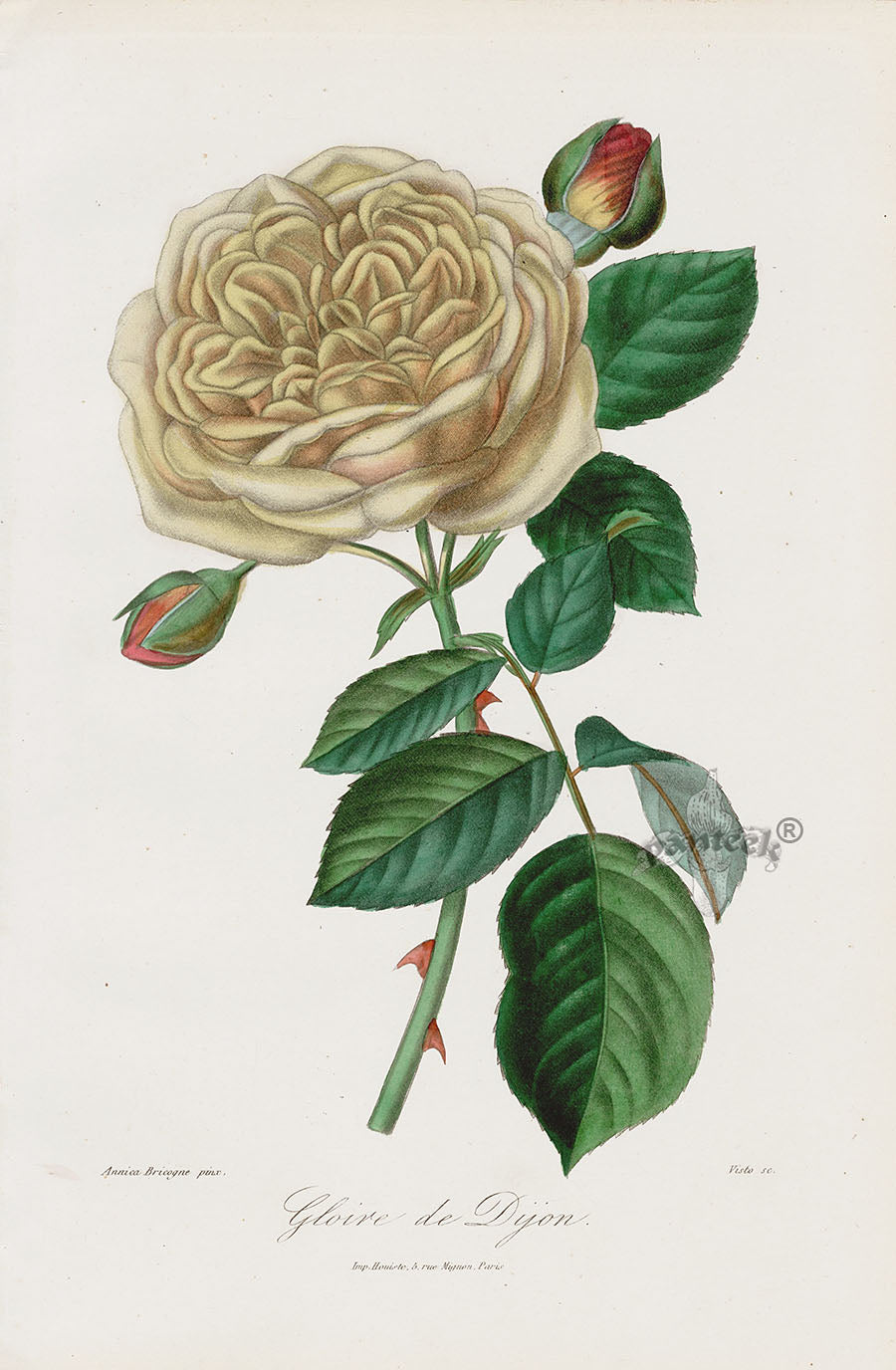Orginal Hand Colored Roses 1884 Gloire de Dijon