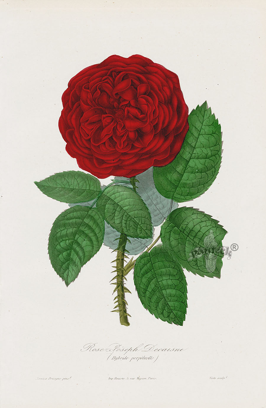 Orginal Hand Colored Roses 1884 Joseph Decaisne