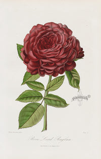 Orginal Hand Colored Roses 1884 Lord Raglan - Panteek Antique Prints