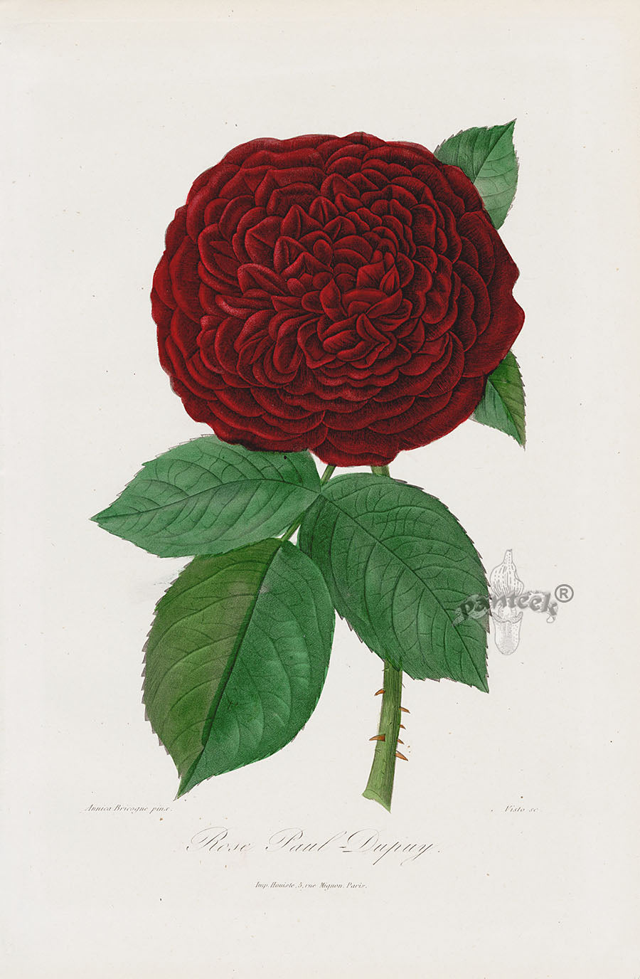 Orginal Hand Colored Roses 1884 Paul Dupuy