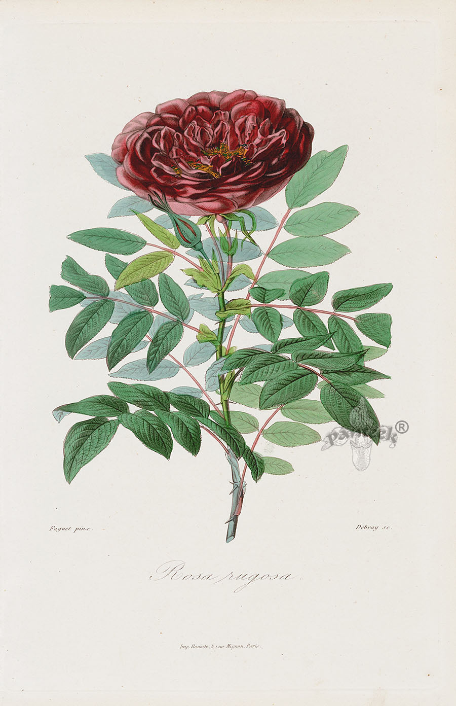 Orginal Hand Colored Roses 1884 Rosa rugosa