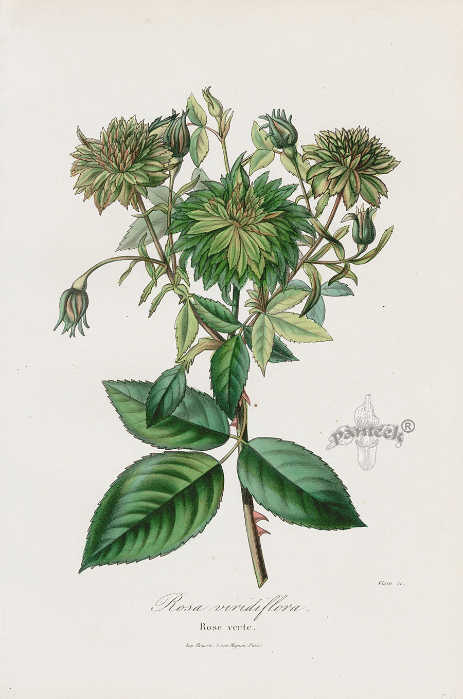 Orginal Hand Colored Roses 1884 Rosa Viridiflora