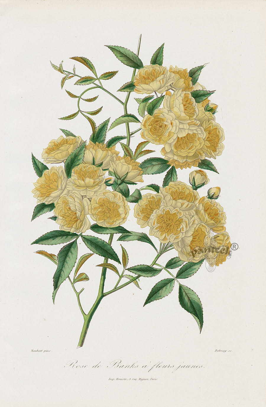 Orginal Hand Colored Roses 1884 Rose de Banks