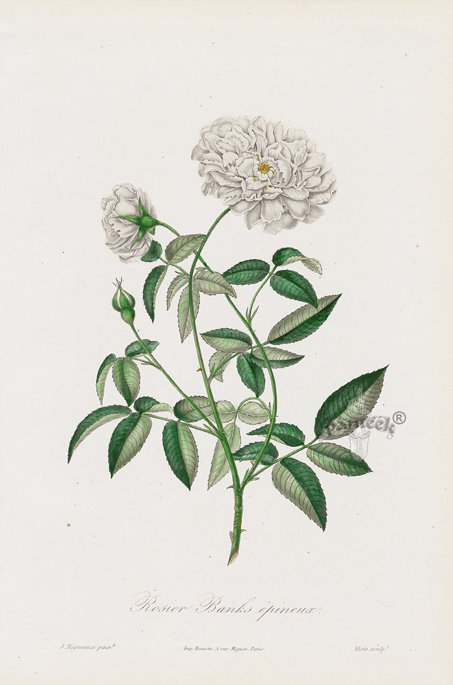 Orginal Hand Colored Roses 1884 Rosier Banks