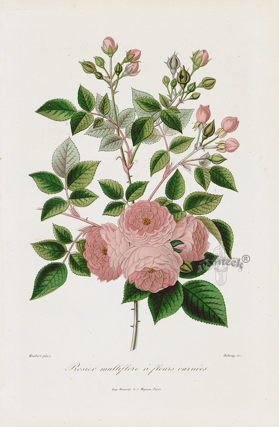 Orginal Hand Colored Roses 1884 Rosier multiflore