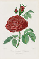 Orginal Hand Colored Roses 1884 Triomphe d'Amiens - Panteek Antique Prints