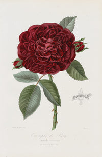 Orginal Hand Colored Roses 1884 Triomphe de Paris - Panteek Antique Prints