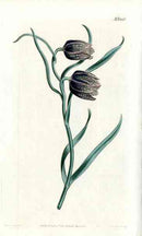 Oriental Fritillaria Curtis Carnivorous Botanical - Panteek Antique Prints