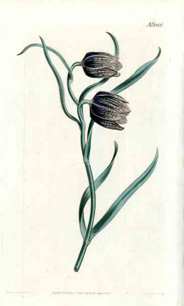 Oriental Fritillaria Curtis Carnivorous Botanical
