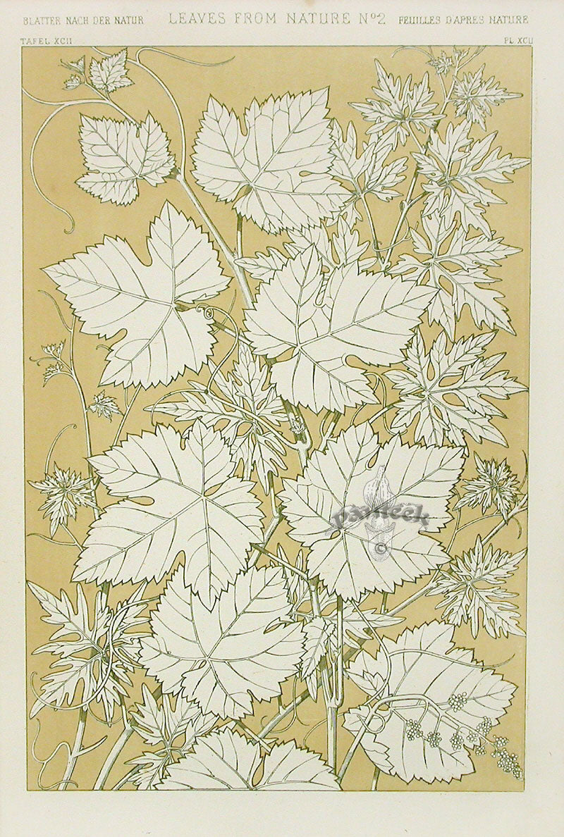 Owen Jones Grammar of Ornament Antique Print Leaves