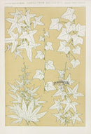 Owen Jones Grammar of Ornament Antique Print Vines - Panteek Antique Prints