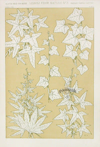 Owen Jones Grammar of Ornament Antique Print Vines - Panteek Antique Prints